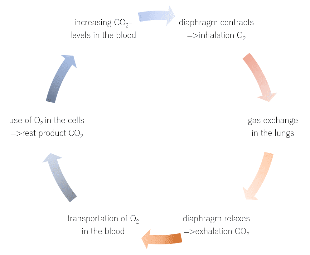 , How to hold your breath longer – Part 1: Knowledge